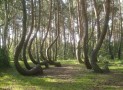 The Crooked Forest of Poland