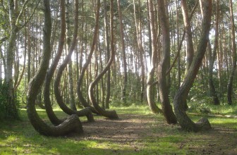 The Crooked Forest of Poland