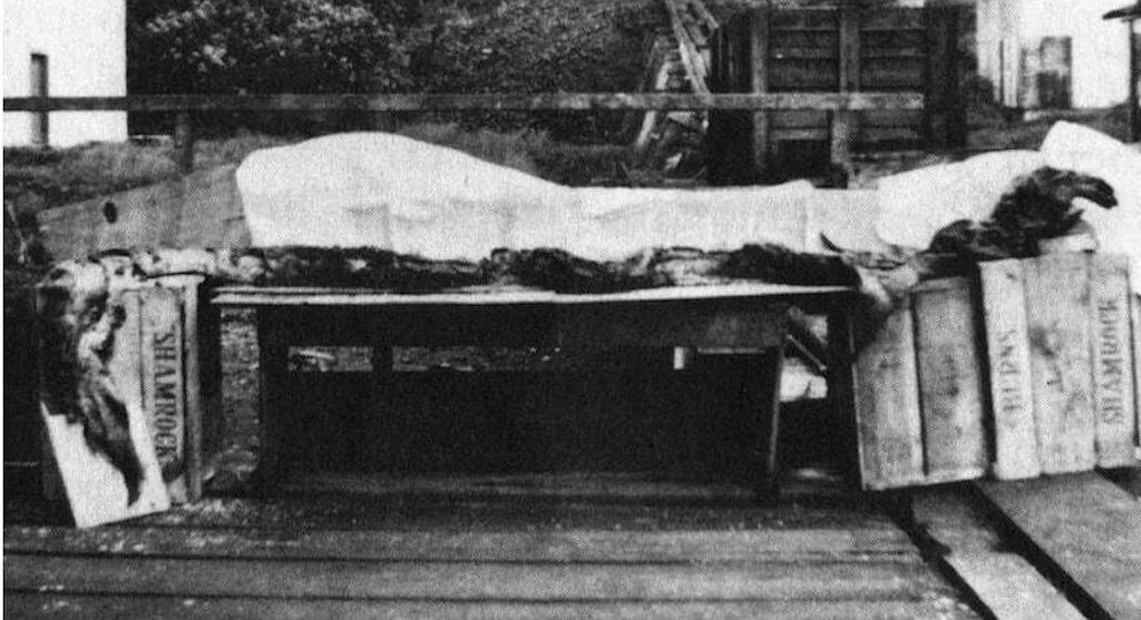 A Cadborosaurus type creature from the stomach of a whale.