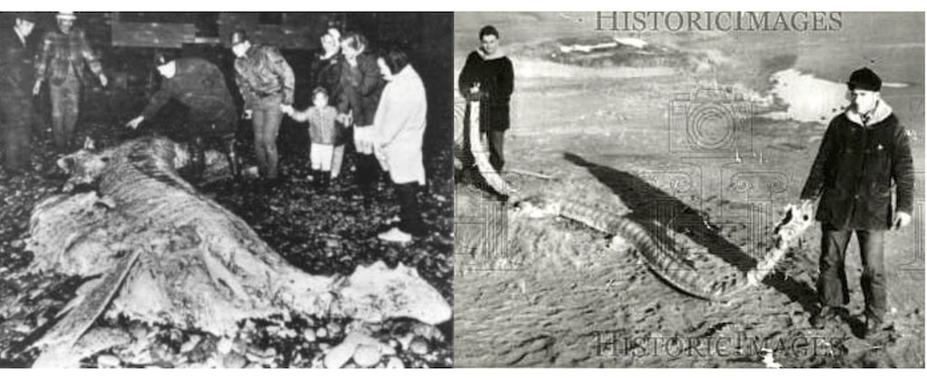These baking shark carcasses could be mistaken for Cadborosaurus.