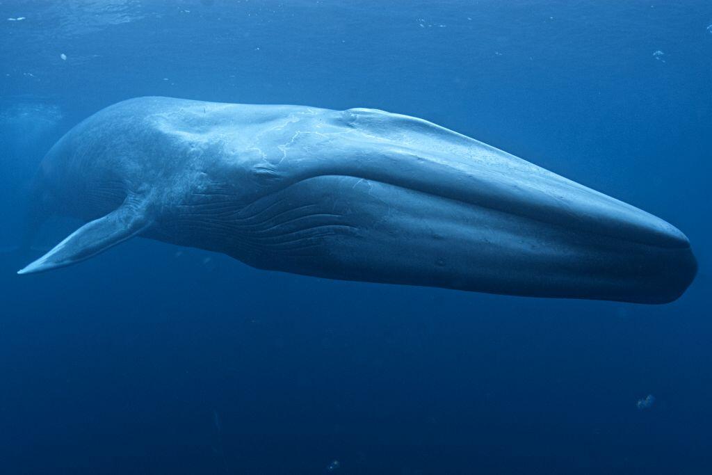 Even the Blue Whale, the largest known animal, is incapable of making such a loud sound. Photo: Mike Johnson.