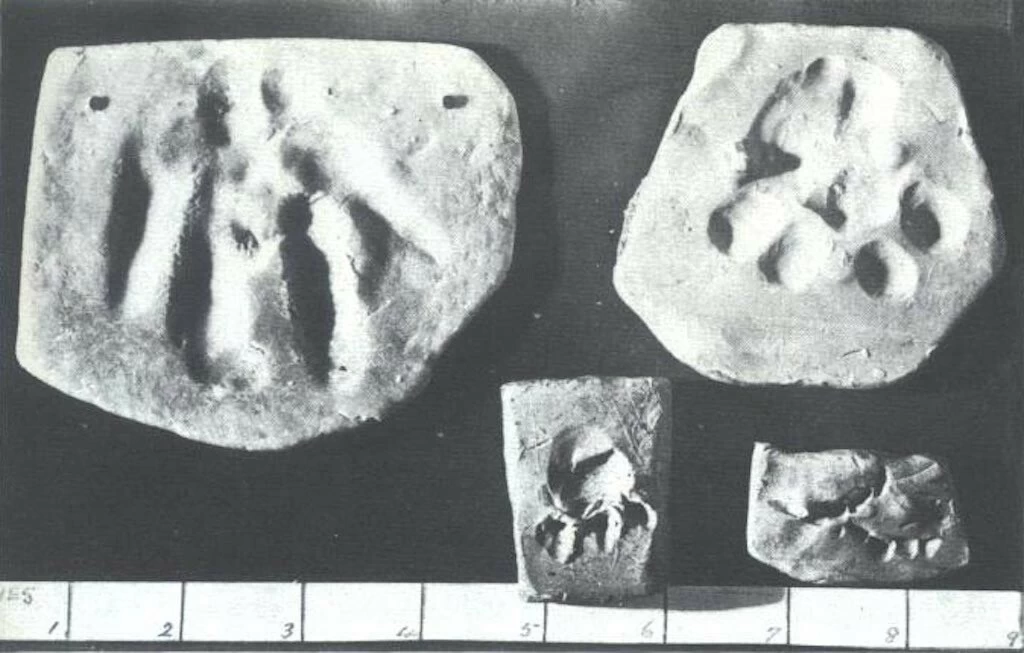 Get the Mongoose tracks and teeth marks.