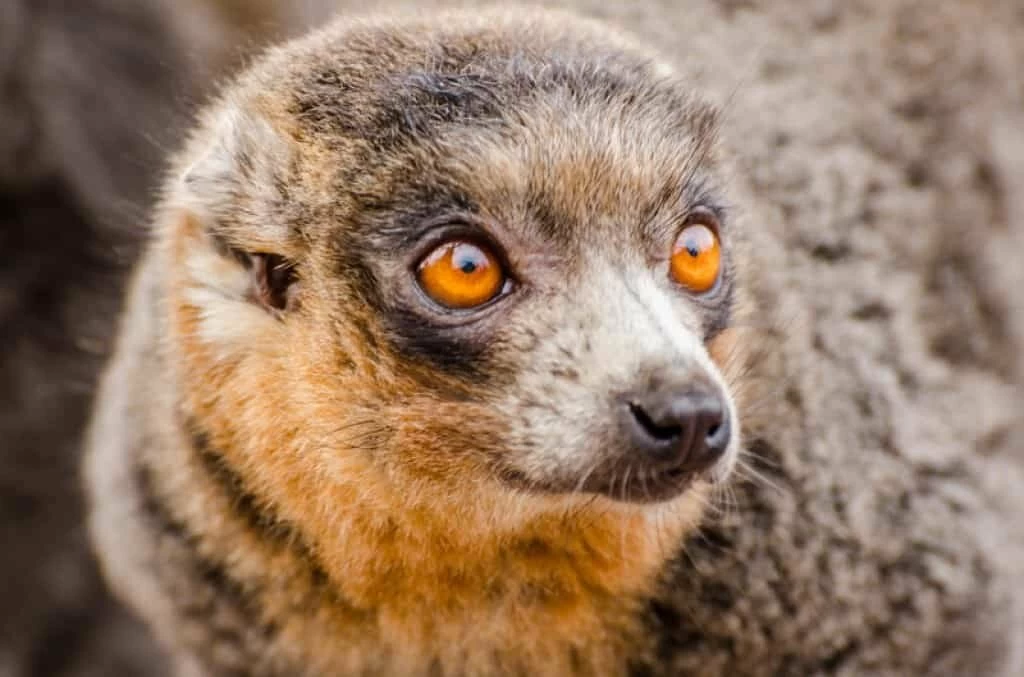 Dalby Spook, or Gef, was allegedly a talking mongoose which became a sensation in the 1930s. Image credit: Canstockphoto