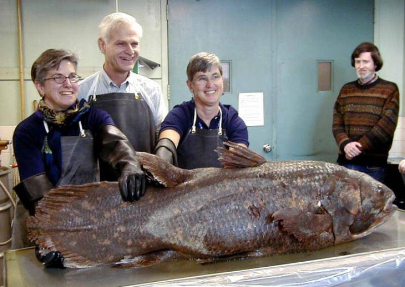 A preserved Coelacanth, once thought to be extinct.