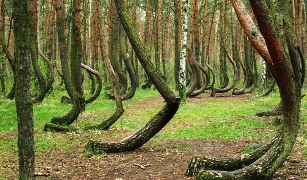 Crooked Forest Of Poland How D They Get Those Curves,Musa Truly Tiny Banana Tree