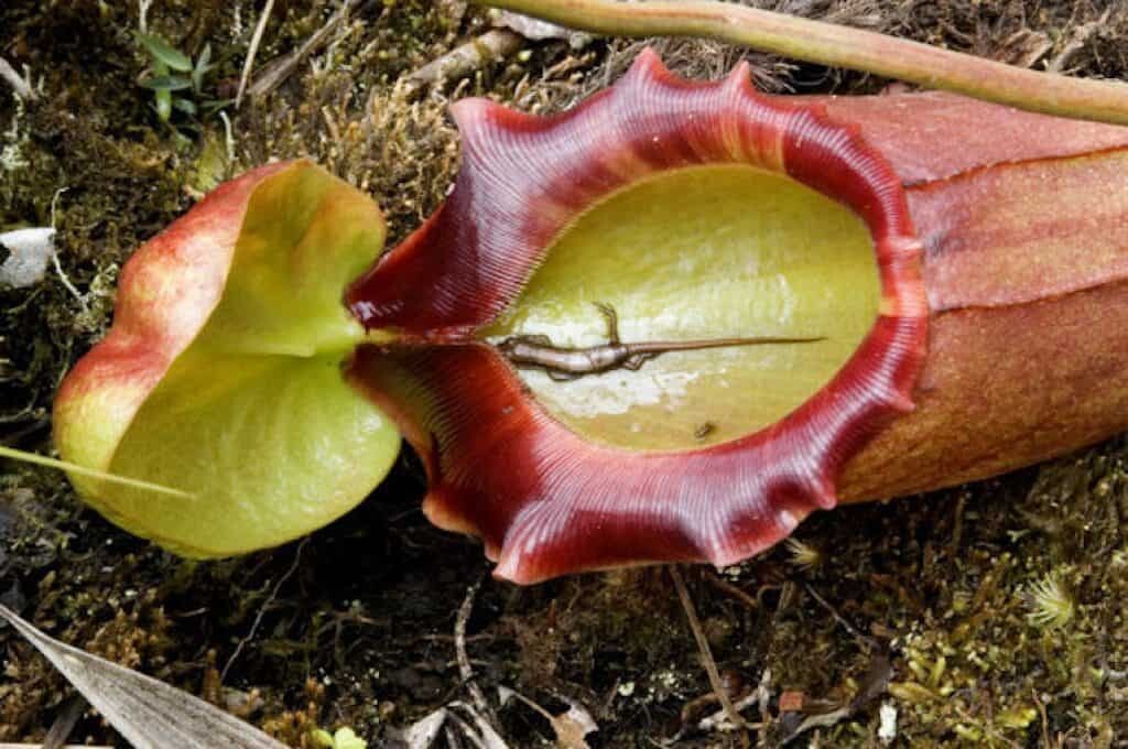 carnivorous plant nepenthes.