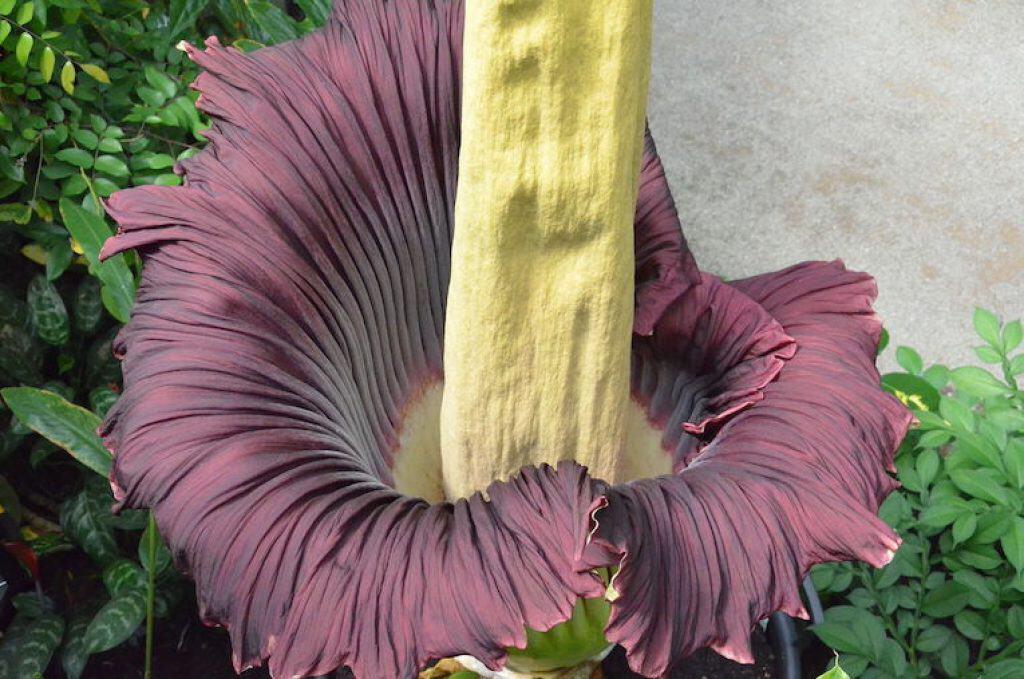 carnivorous plants and trees.