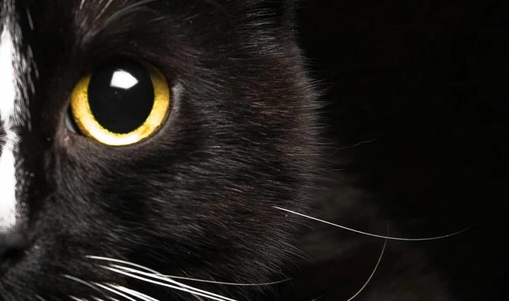 Superstitions About Black Cats