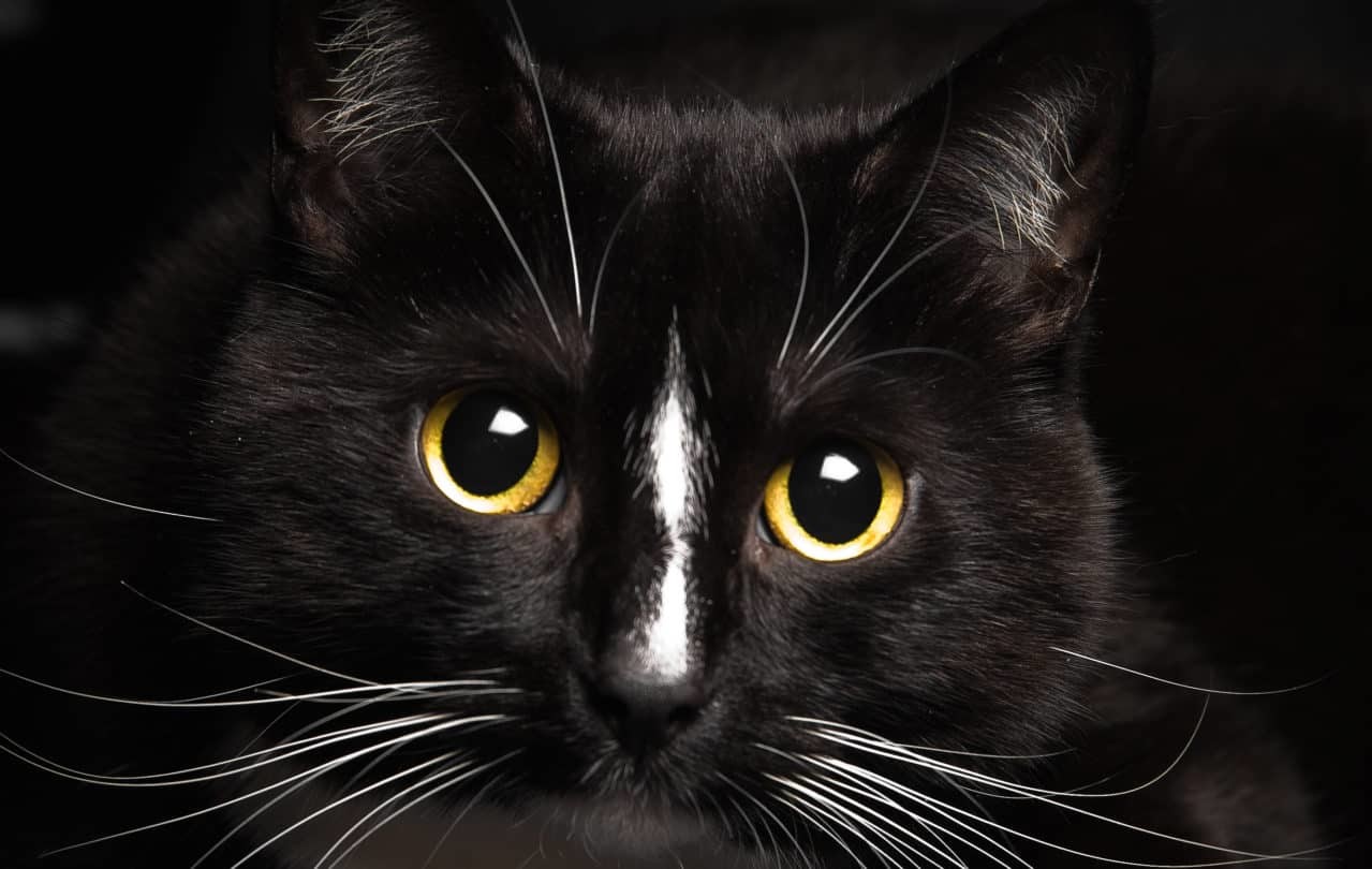  Black  Cat  Superstition Good and Bad Luck Beliefs 