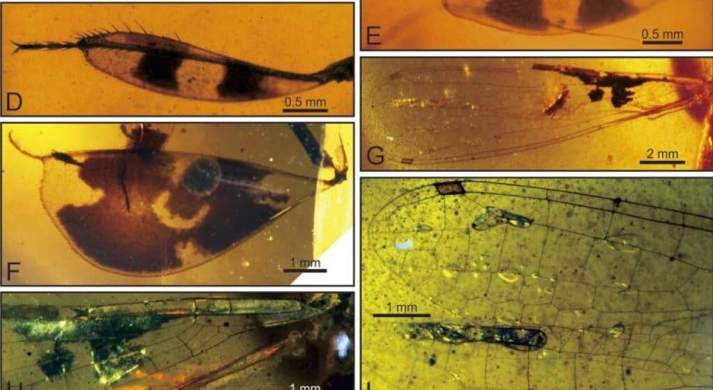 fossilized damselfly large tibiae plus wings