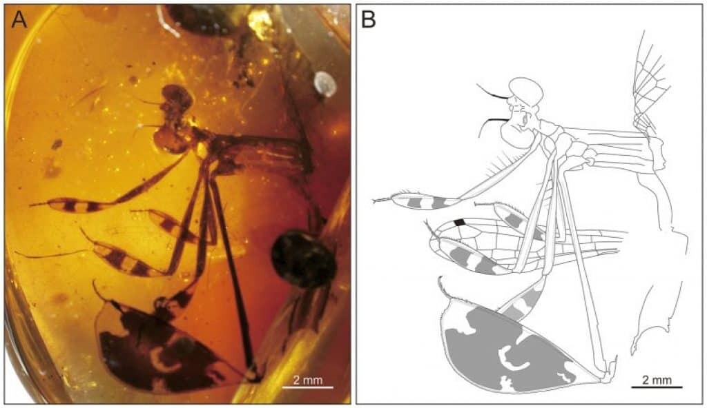 fossilized damselfly