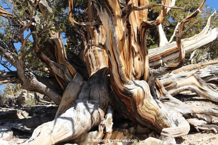 Oldest Tree in the World Hidden in California's White Mountains