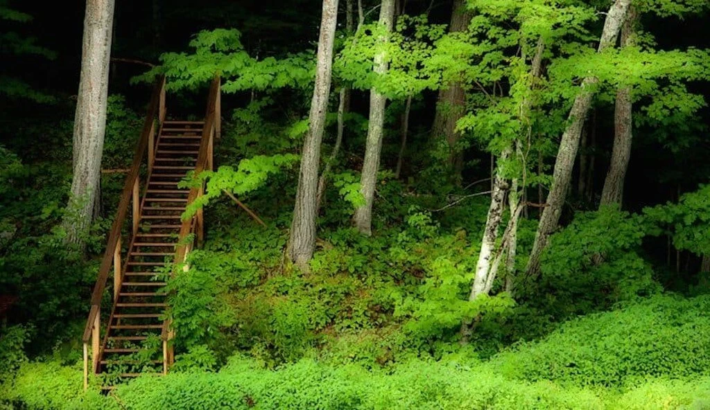 A set of random, mysterious stairs in the woods.