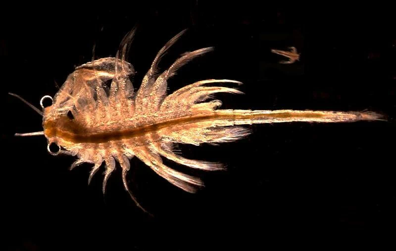brine shrimp artemia monica