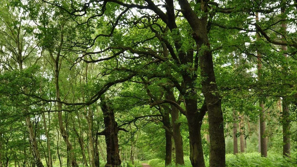 Sherwood Forest, as it looks in modern times.