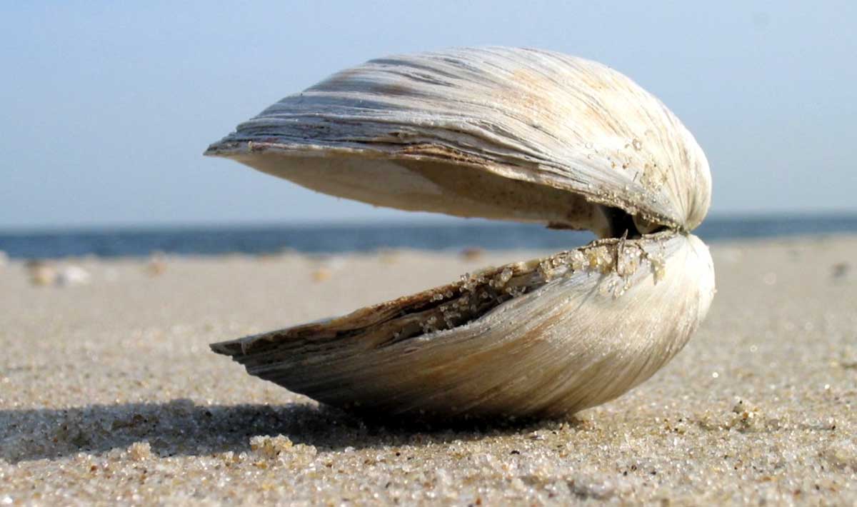 Ming the Clam: Why Did Scientists Kill The Oldest Known Animal? - Historic  Mysteries