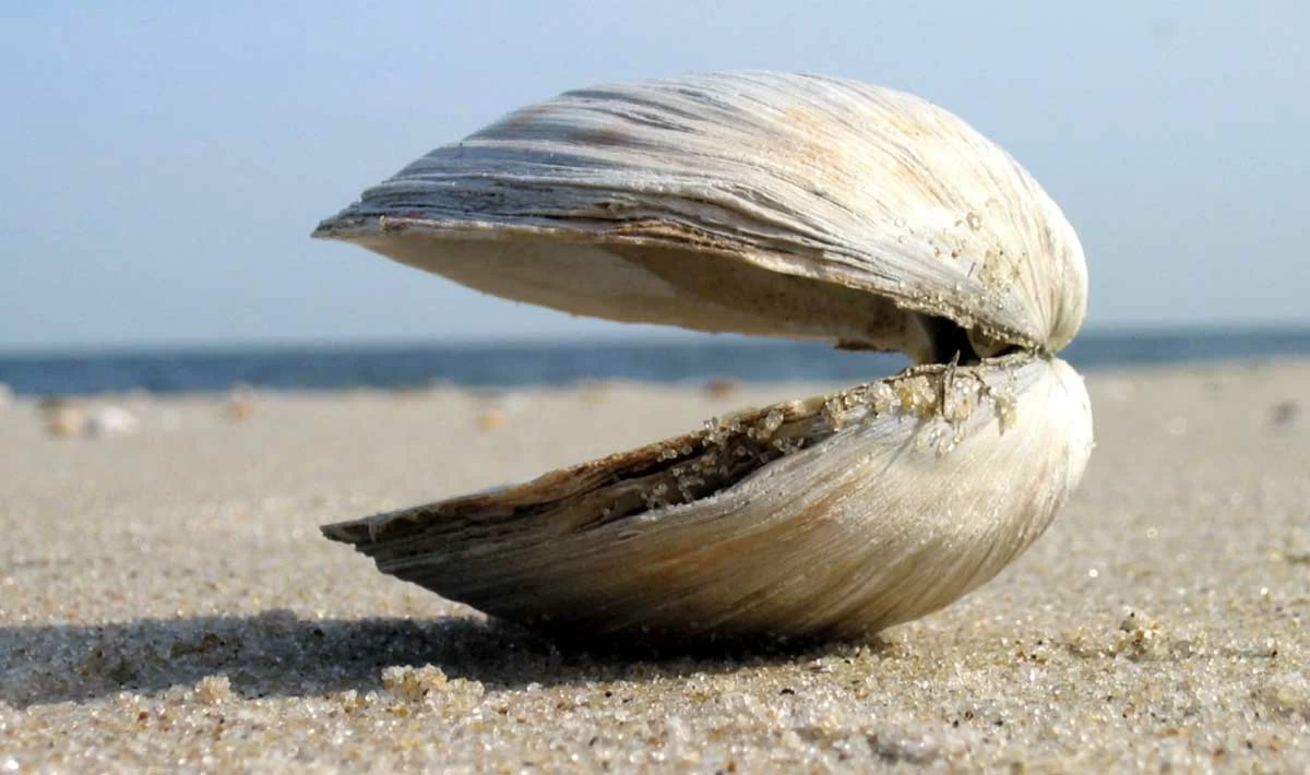 Ming the Clam: Why Did Scientists Kill The Oldest Known Animal? - Historic Mysteries Ming the Clam: Why Did Scientists Kill The Oldest Known Animal? - Historic Mysteries