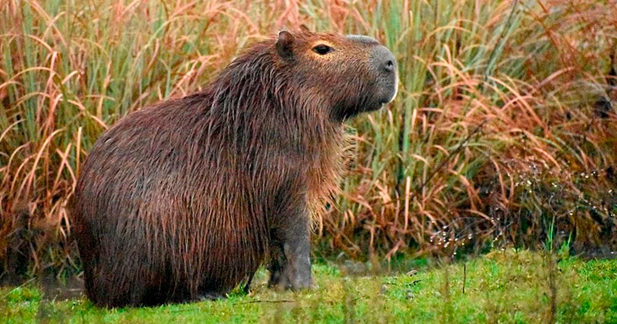 Topic · Capybara ·