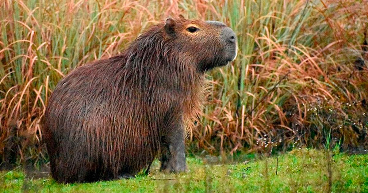 Topic · Capybara ·