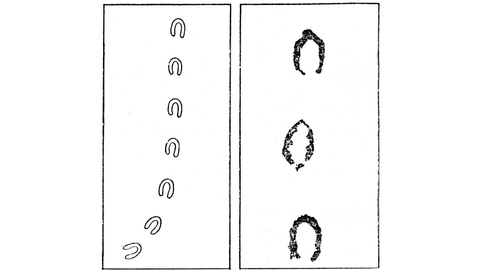 Two black and white sketches side by side, the left showing a curving line of seven small horseshoe-shaped prints and the right showing three larger, rougher hoof-like prints