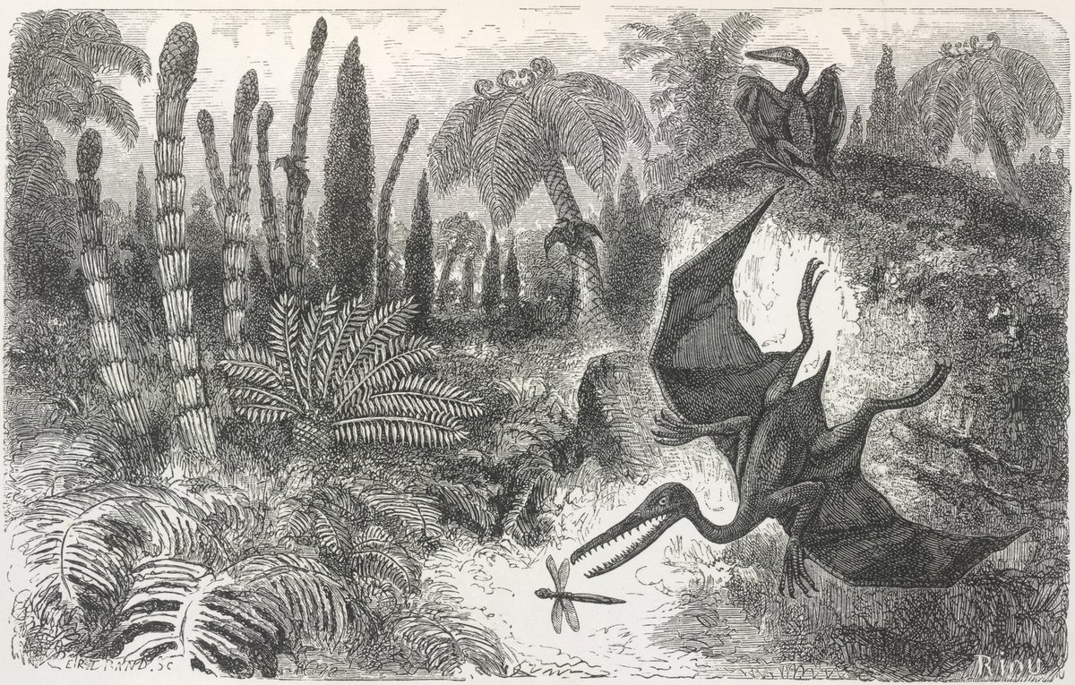 Engraving of pterodactyls among ferns and cycads in an imagined prehistoric scene