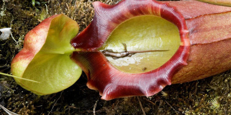 Carnivorous Plants: Legends of Man-Eating Flora
