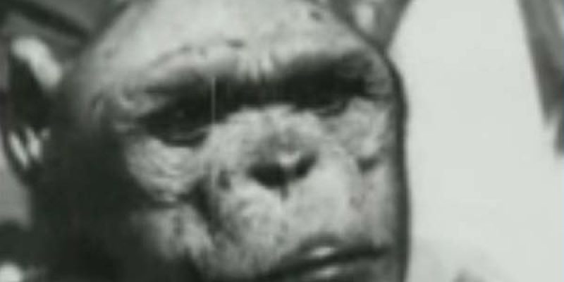 Genetically Engineering a Humanzee Hybrid
