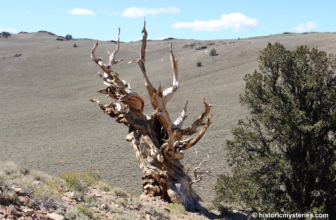 Oldest Tree in the World Hidden in California’s White Mountains